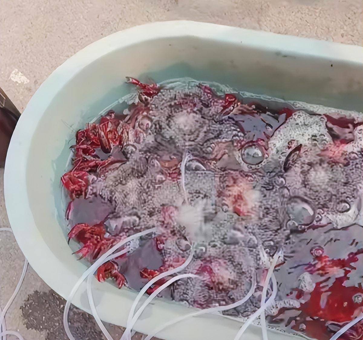 原创小龙虾头部的黄是虾黄还是虾屎吃了这么多年今天才明白