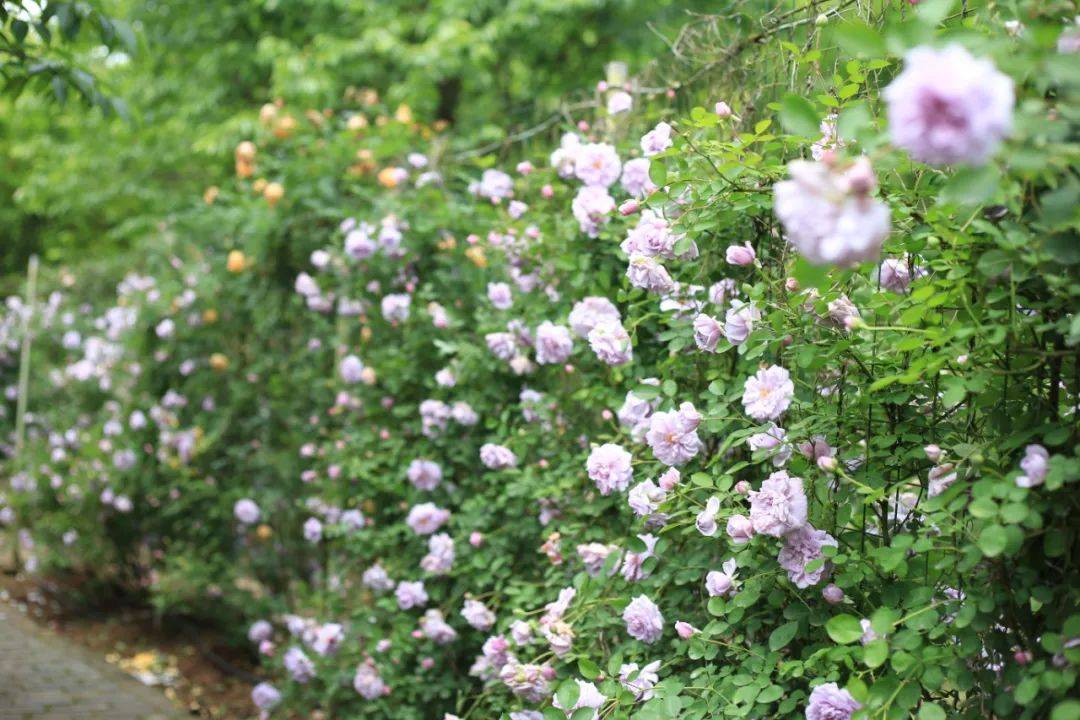 澜岭江花玫瑰园门票图片