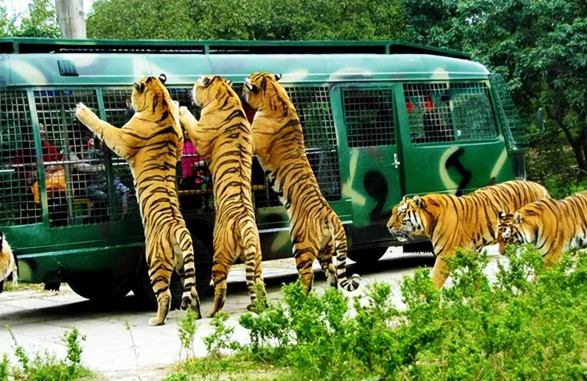 蘭州野生動物園涉重大責任事故罪_蘭州野生動物園觀光車側翻2人死亡