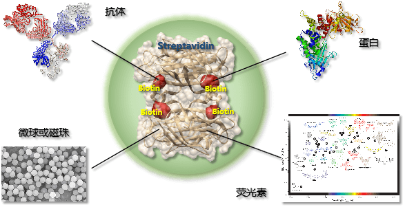 cy5-biotin