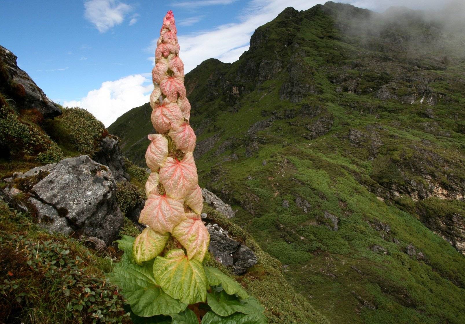 原创海拔4000米以上的适应大师喜马拉雅塔黄花朵结果率高达98