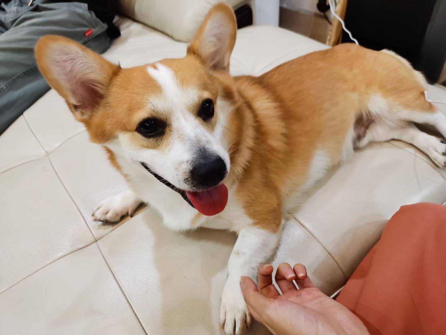 中山市小榄镇联丰社区丰华大街14号附近寻找黄白公柯基犬