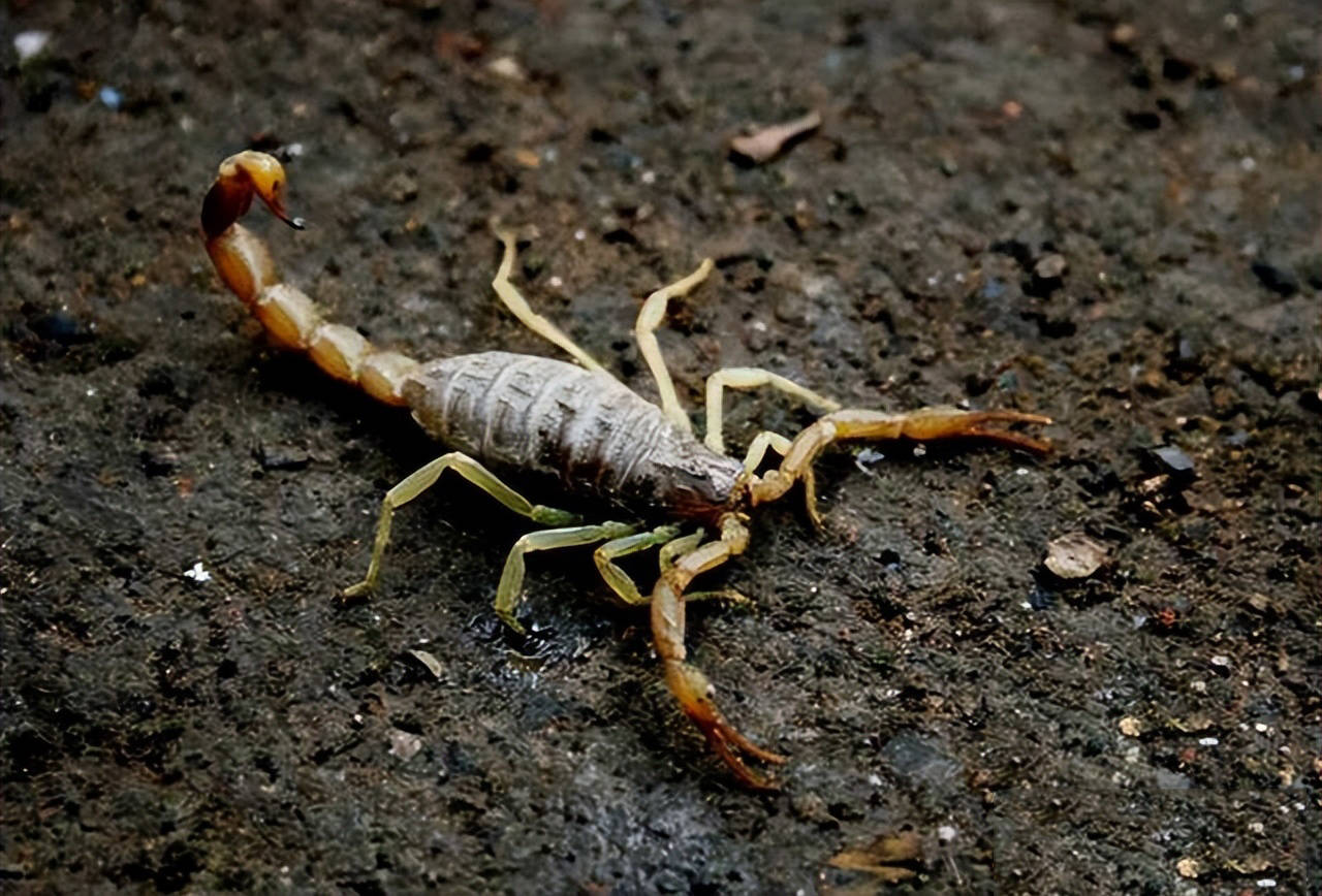 蝎子为肉食性动物,极个别的种类会吃饲料,它是无脊椎动物.