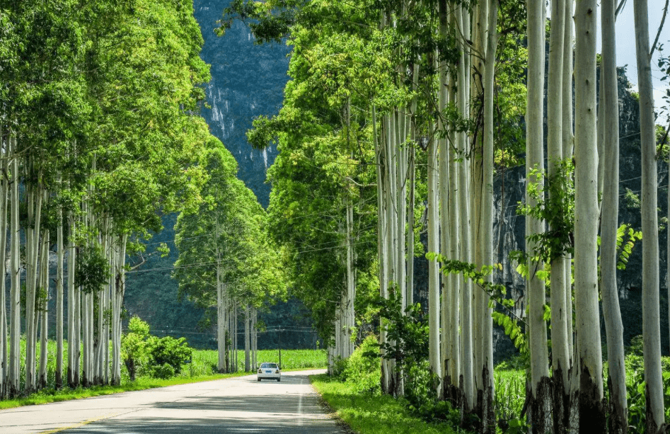 最高的树种:高度超50层楼而种子比小米粒小,我国已经引进_桉树_杏仁