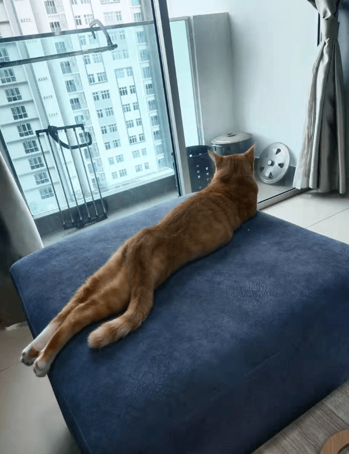 一只橘猫的腿能有多长橘猫反正我脖子以下全是腿