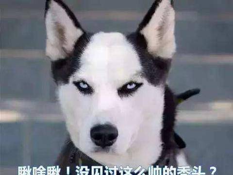 原创秃头二哈脾气横铲屎官教训它二哈直接给主人翻白眼