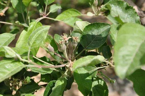 重点关注红蜘蛛,卷叶蛾,苹果黄蚜,苹果绵蚜,绿盲蝽,棉铃虫以及天牛等