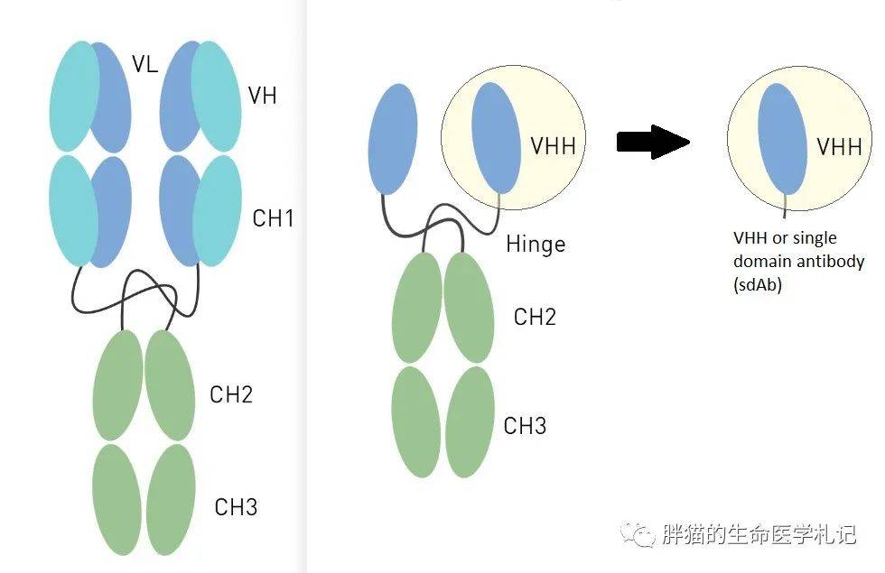 什么是纳米抗体?_传统_药物_结构