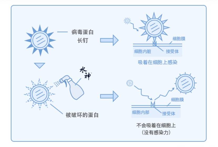 秘密2,次氯酸消毒劑的殺菌原理:次氯酸( hclo)是