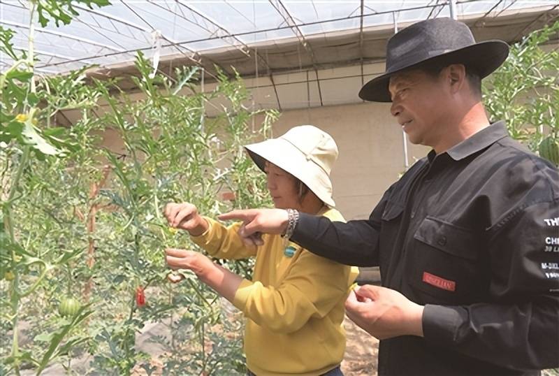 原创山西长治市上党区桥沟村大棚西瓜长势喜人