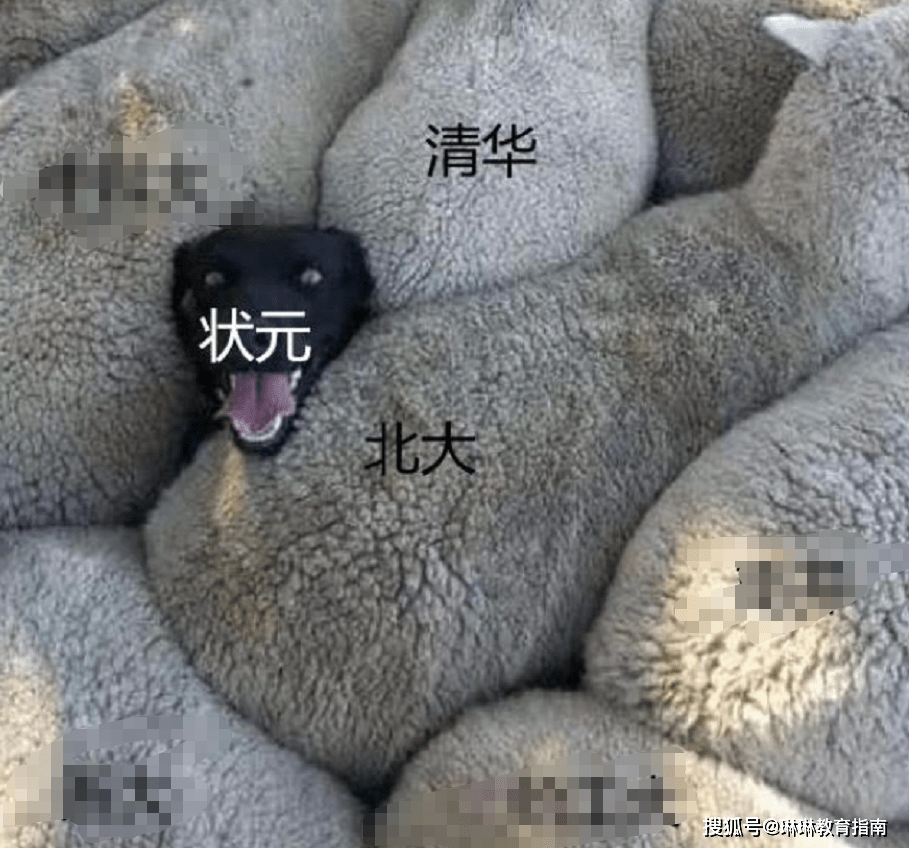 原创清华北大的路子有多野还没开始高考就已经开始了抢人计划