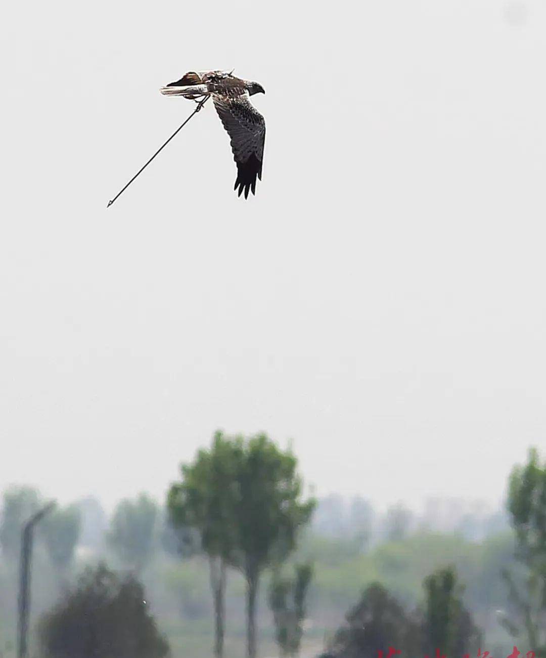 原创白腹鹞腿部中箭滹沱河湿地顽强求生