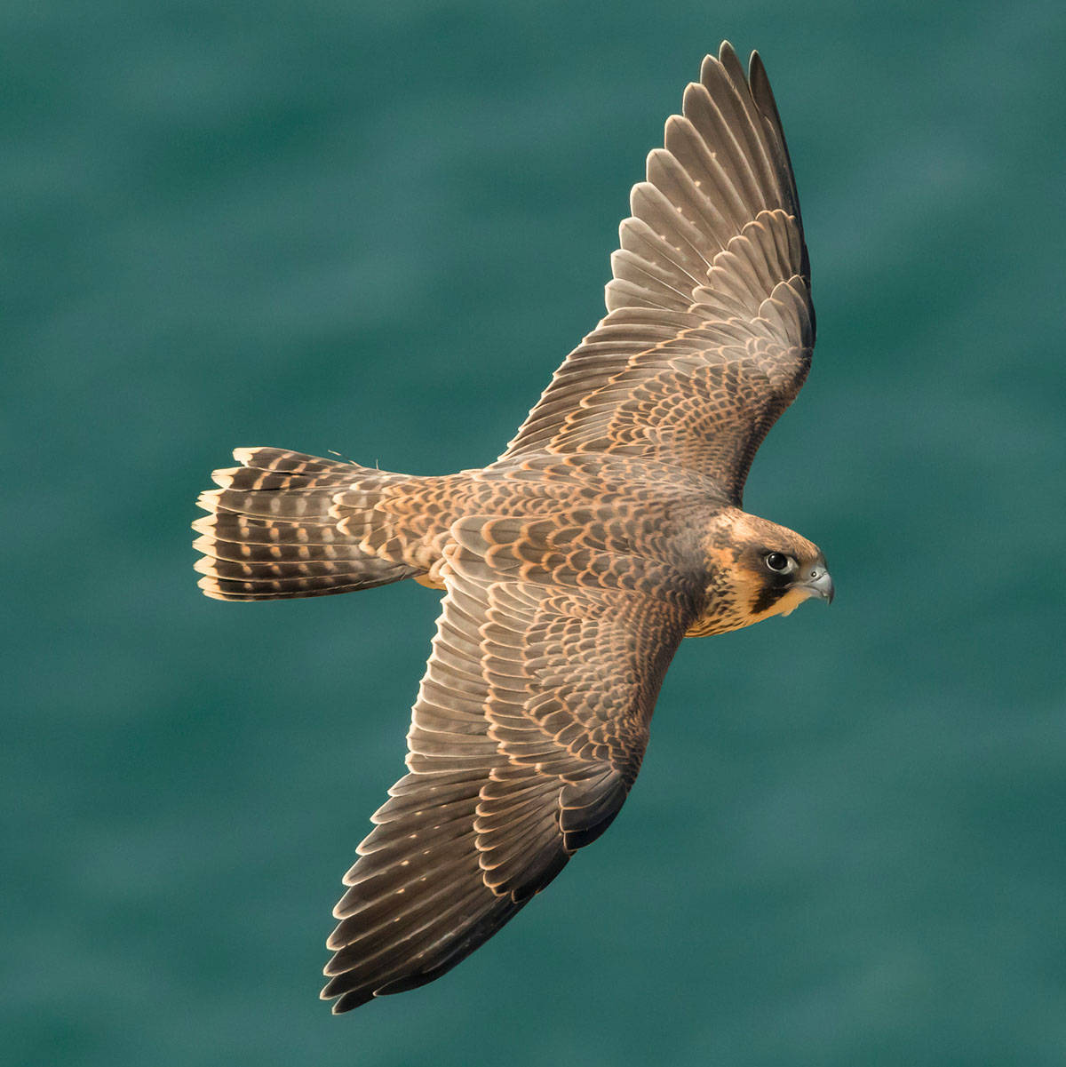 游隼_飞行_过程