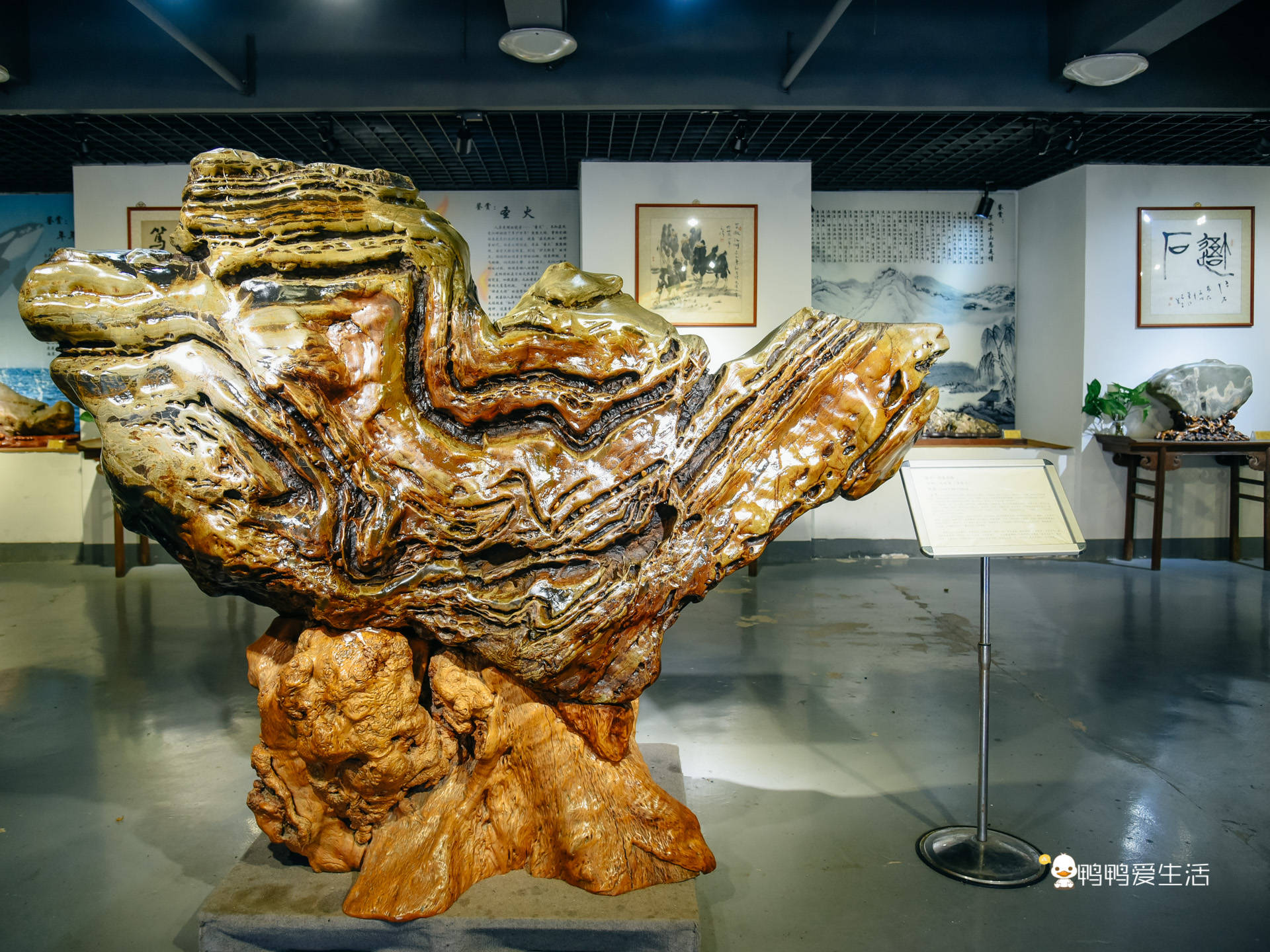 漳州东南花都太浪漫,农业馆,奇石馆涨知识,还能入住温泉酒店!