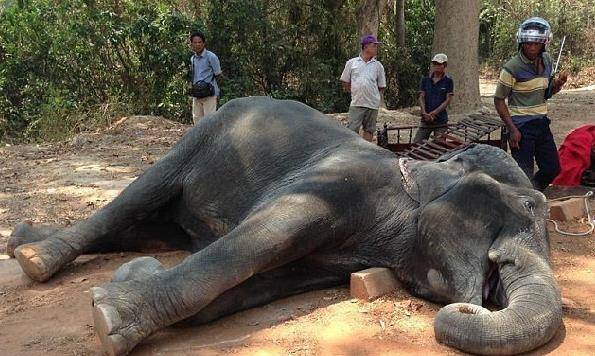 “没有游客，养不活了！“泰国上百头大象徒步150公里，重返山林