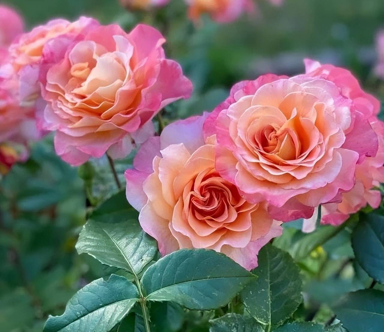 12种大花月季,各个颜值爆表67,浓香抗性还好,这