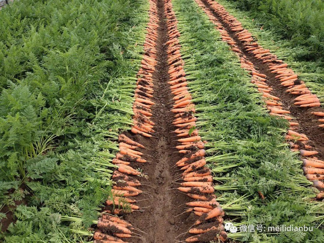 店埠镇胡萝卜开始丰收啦!_加工_种植户_处理