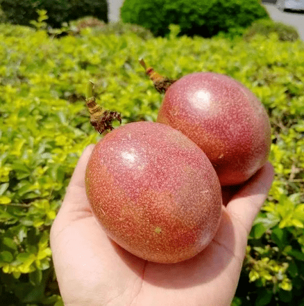 北流百香果吃一次就爱上