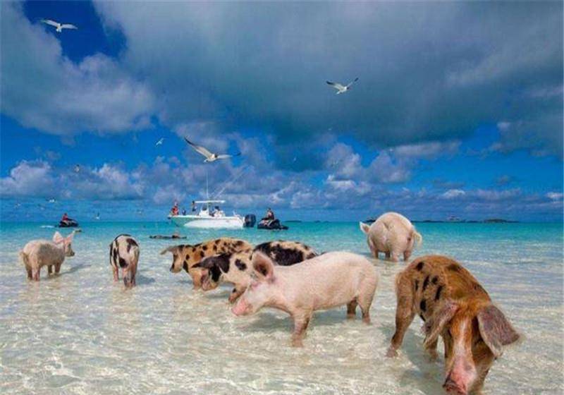 全球唯一的猪岛，享受大海沙滩喝着天然泉水，真正的“人不如猪”