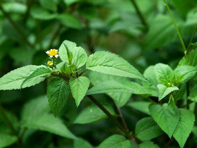 原创一种植物野草人称豆渣草种子很烦人茎叶好吃是中药材