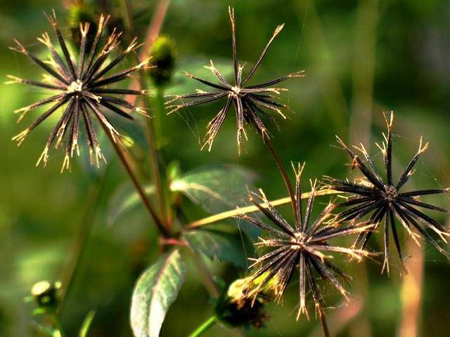 特别是对于野生植物来说,在农村,那可是遍地开花,随处可见,在农村的房
