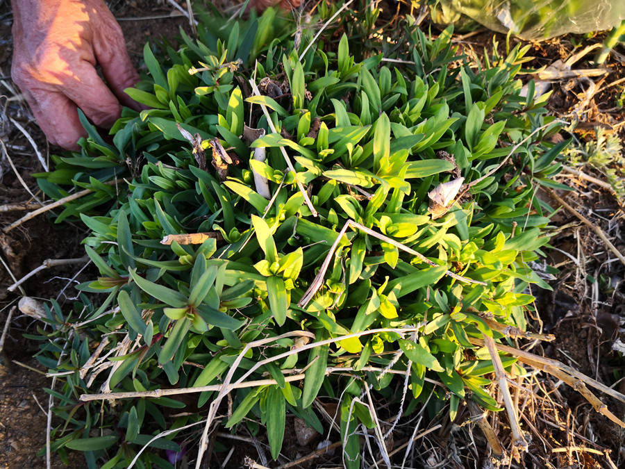 柳蒿芽_槐花_山野菜