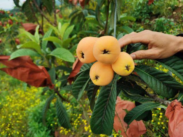 枇杷熟了關嶺斷橋網紅枇杷直播節正式拉開