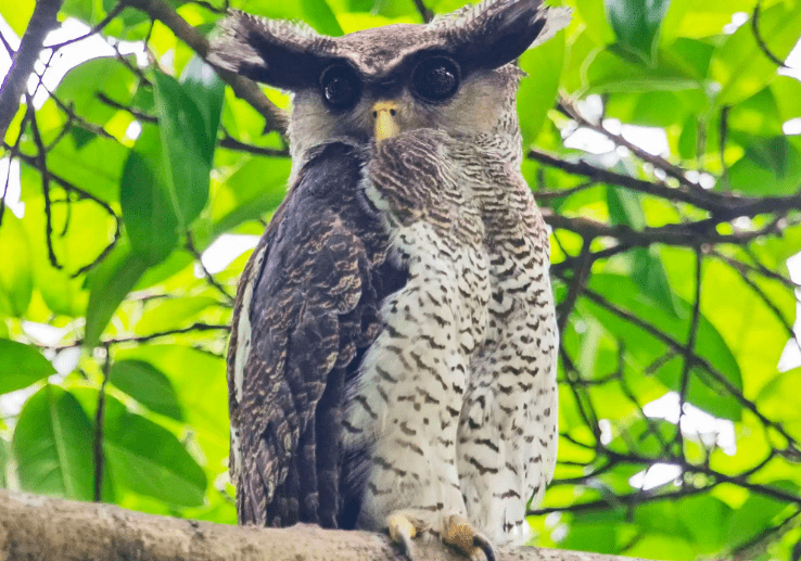 《宝可梦》来源与生态:鸟类中的智商天花板,咕咕与猫头夜鹰!