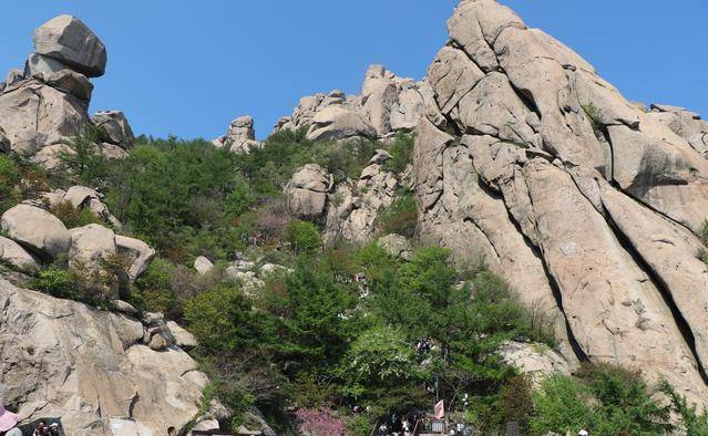 青岛崂山美景：平地“四月”芳菲尽，山腰桃花始盛开