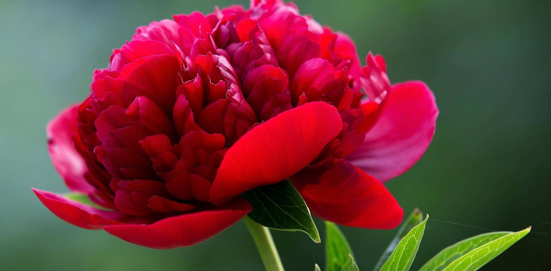 5月12日 18日爱情运势 敞开心扉 感情升温的四大星座 伴侣 对方 单身