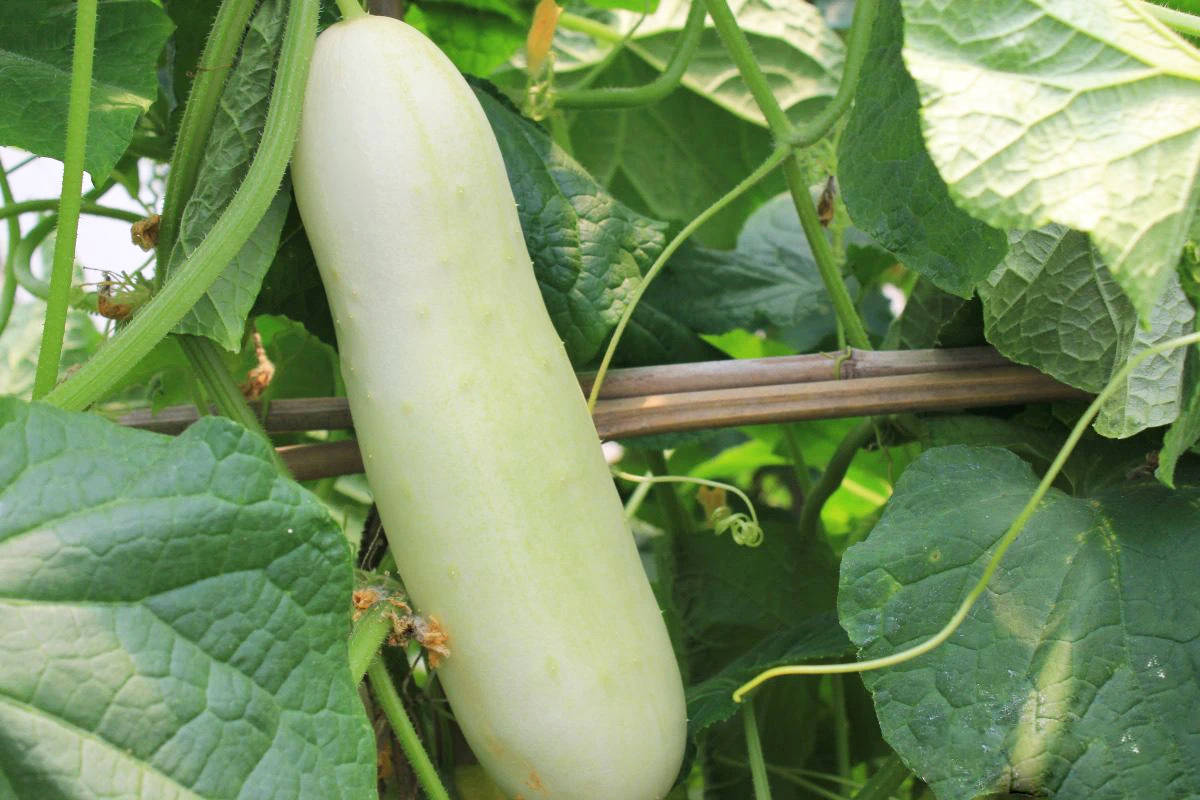 曾经当水果吃的白皮黄瓜你还记得吗为啥现在很少见了