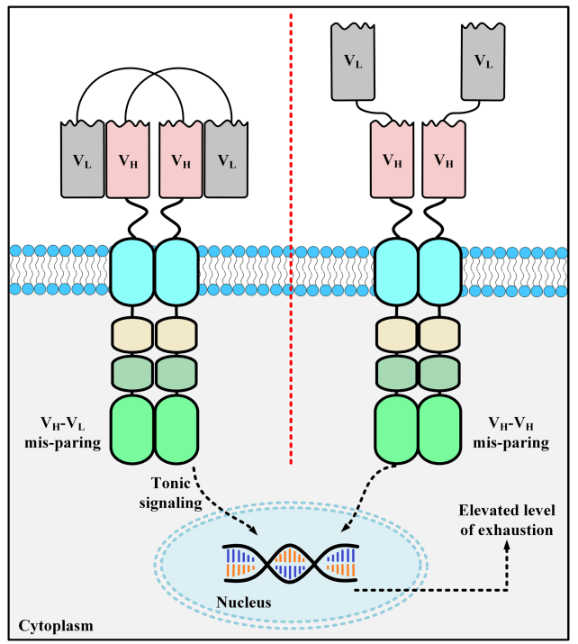 基于纳米抗体的cart细胞疗法