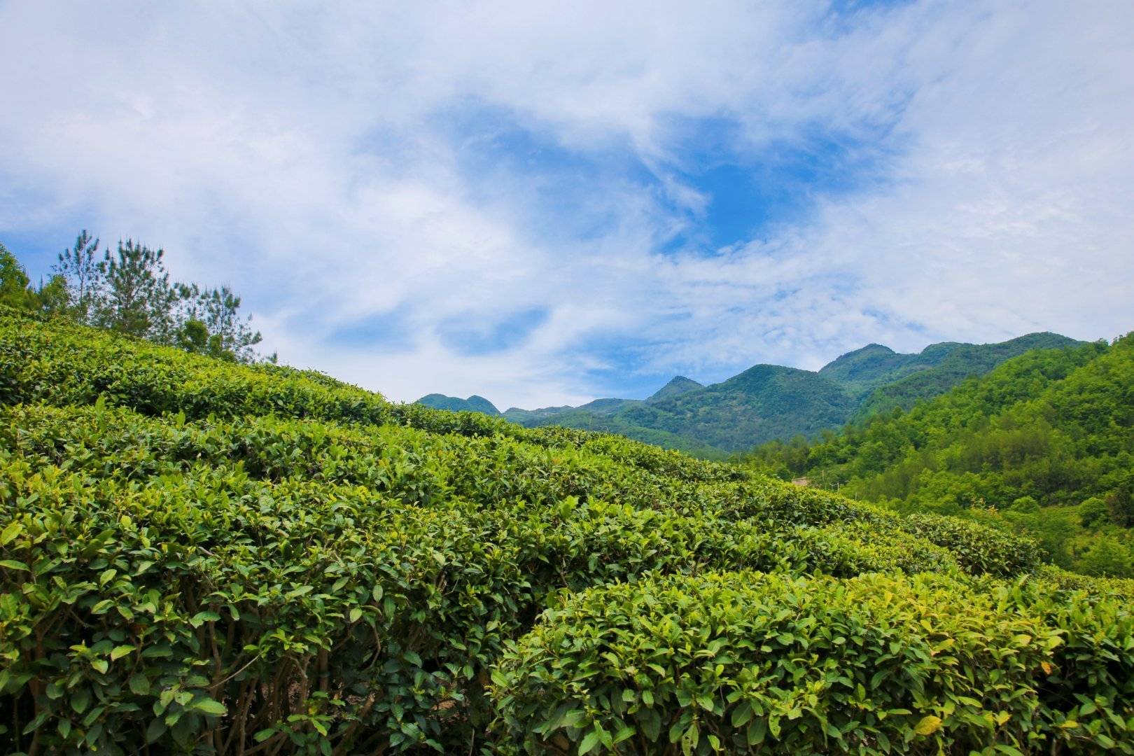 汉中镇巴生态茶园美好画卷成为乡村旅游的新名片
