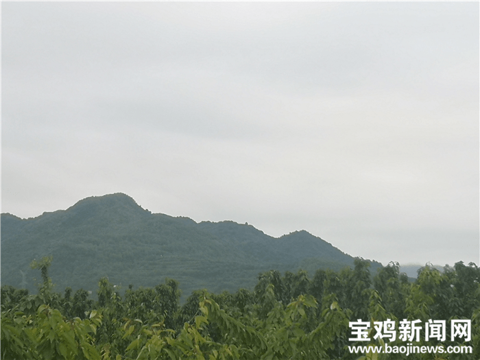 樱桃熟了宝鸡高新区八鱼镇8000多亩红果果助力乡村振兴