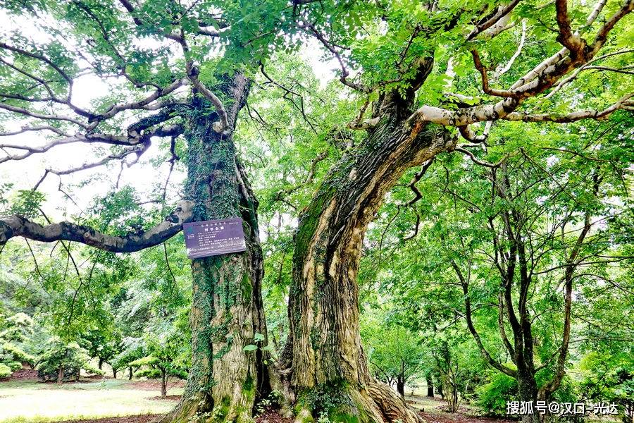 全球仅湖北独有的“对节白蜡” 东湖风景区内有一棵300多岁了