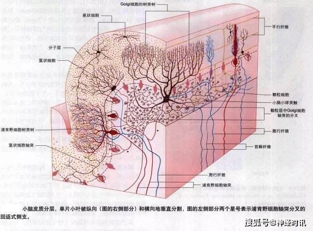 (stellate cell)和篮细胞(basket cell)位于分子层;梨状细胞(piriform
