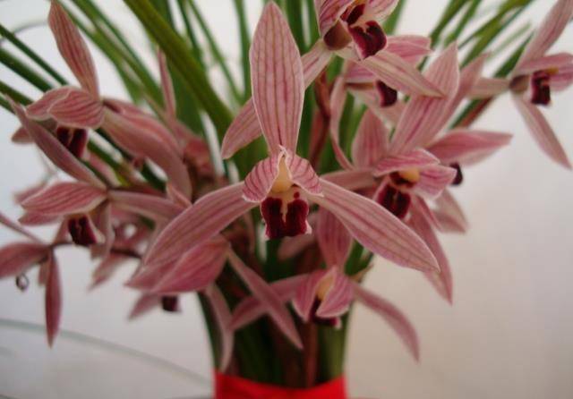 浓香四季兰"红贵妃",花色艳丽,又美又仙,适合爱花的女士_兰花_花朵