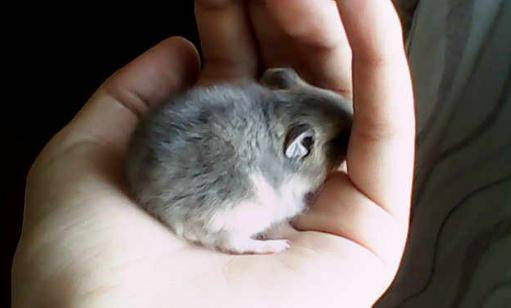 紫衣仓鼠的品种_白熊_眼睛_一线