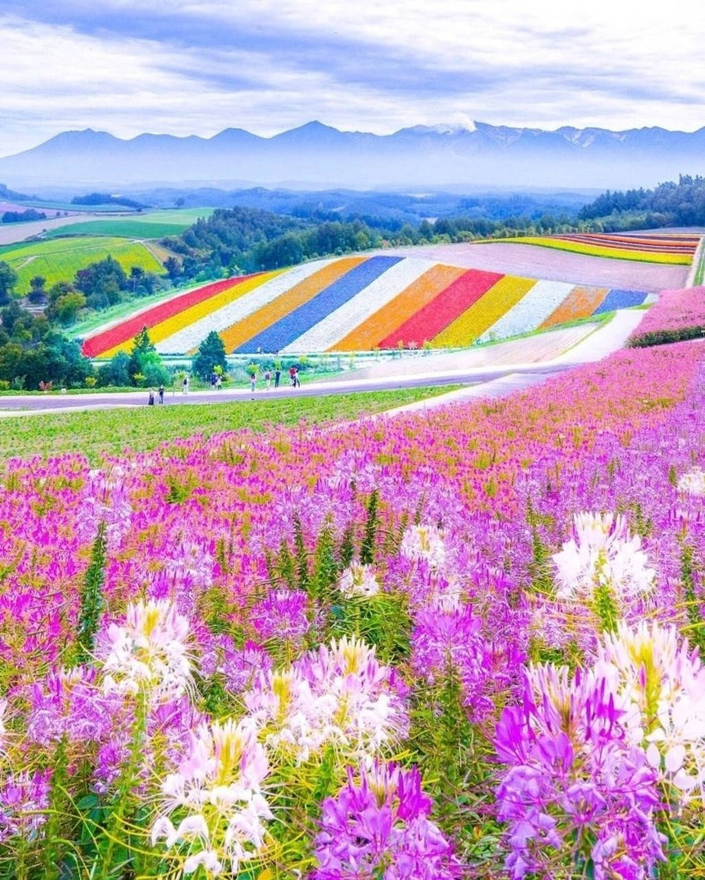 一秒心动 夏季奔赴北海道 仿佛误入 莫奈花园 花之 的花海 都会