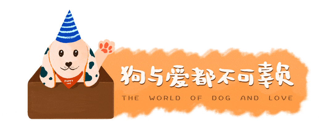 养了只心心念念的小型犬 一年后却蹿到190斤 碰到诈骗了哈哈哈 Maximus Yogi 丈夫