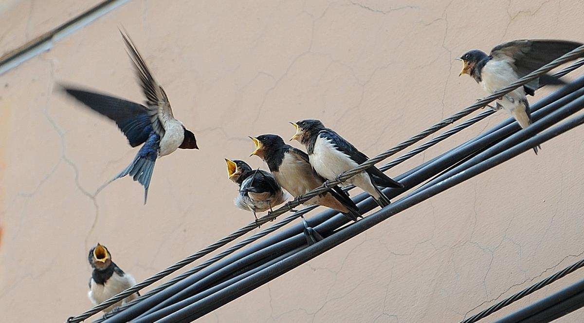 原创燕子每年去南方过冬飞行数万公里横跨半个地球到南非过冬