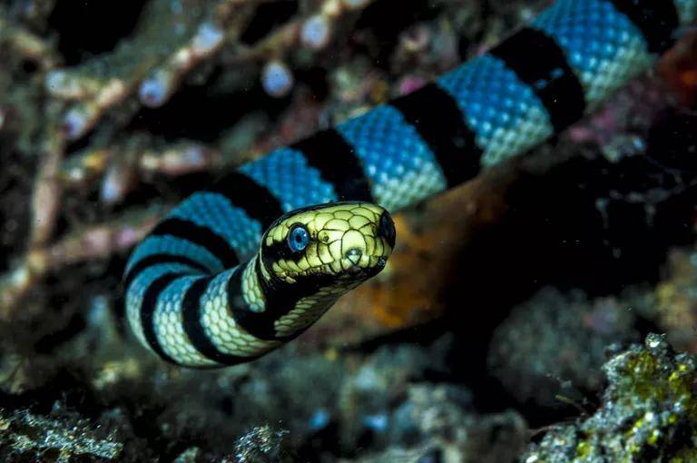 海蛇有毒吗图片