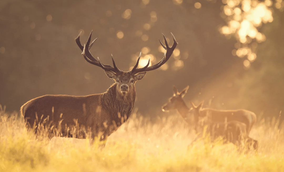 原创雄鹿携同伴脑袋生存还有比这更恐怖的吗盘羊自杀永不瞑目