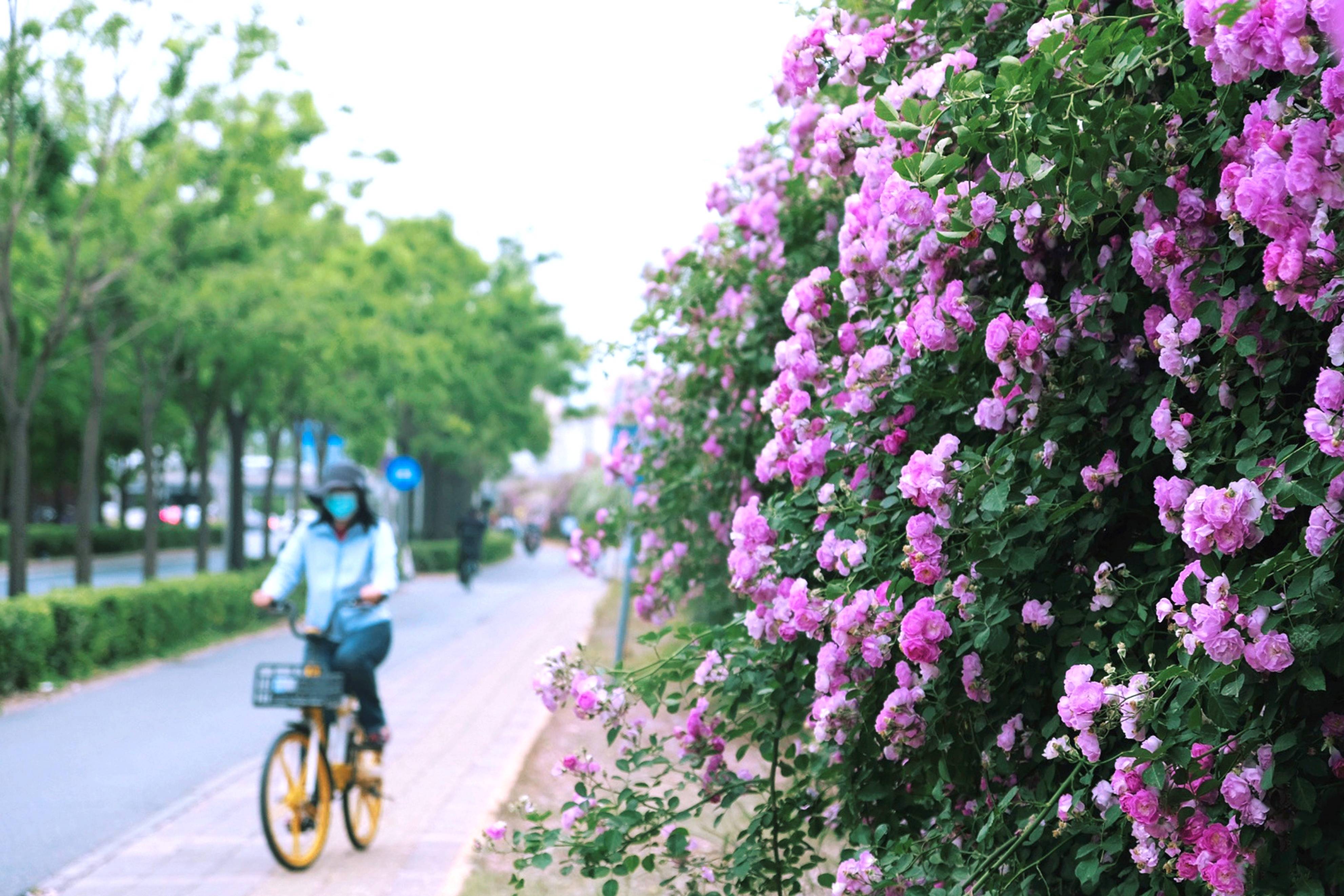 北京9大蔷薇花墙，趁着人少去打卡，解锁浪漫5月