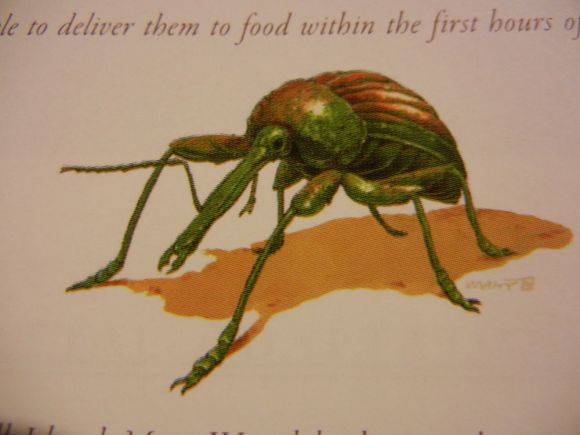 原创分享一些骷髅岛生物设定昆虫篇