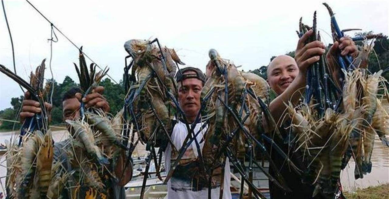 越南湄公河大虾泛滥，当地人实在吃不过来，便请我国游客前去钓虾