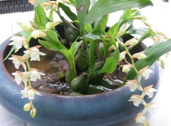 五一外出"踏青",遇到这种"玉草"记得摘回来,养成盆