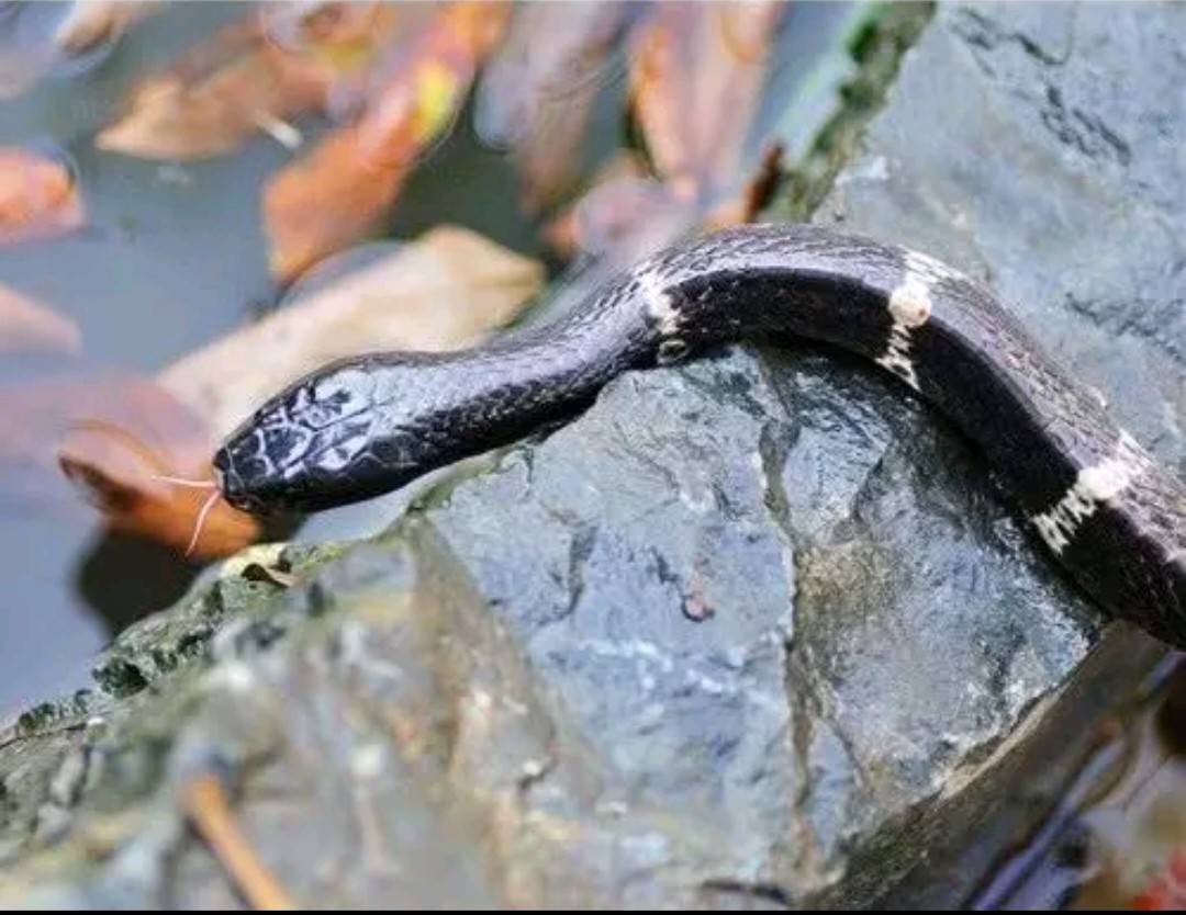 世界第一毒蛇(世界第一大毒蛇是什么蛇)-联跃灵芝网