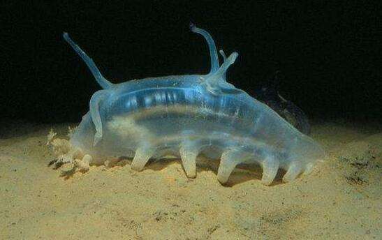 原创生活在深海底的猪身体全透明装着海水轻轻一戳就会死去