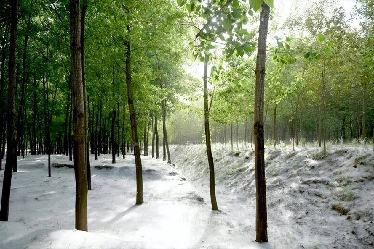 杨絮为何这么厉害?_杨树_种植_火灾